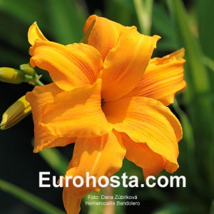 Hemerocallis Bandolero - Eurohosta