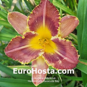 Hemerocallis Baracuda Bay