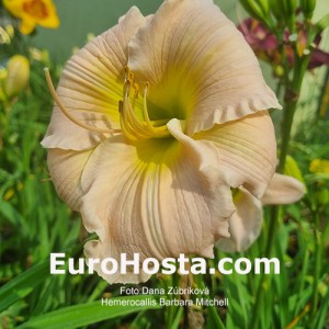 Hemerocallis Barbara Mitchell - Eurohosta