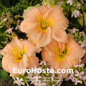 Hemerocallis Barbara Mitchell - Eurohosta