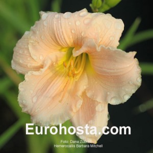 Hemerocallis Barbara Mitchell - Eurohosta