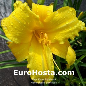 Hemerocallis Barnabas - Eurohosta