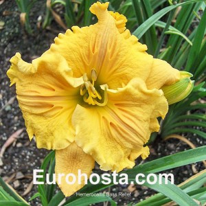 Hemerocallis Bas Relief - Eurohosta