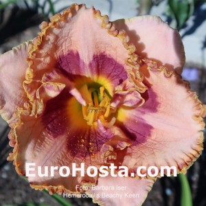 Hemerocallis Beachy Keen