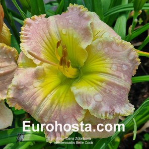 Hemerocallis  Belle Cook - Eurohosta