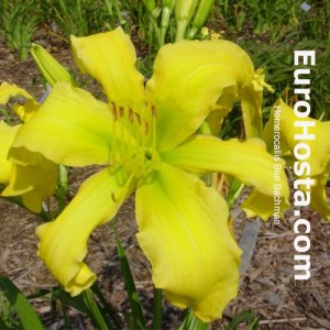 Hemerocallis Ben Bachman