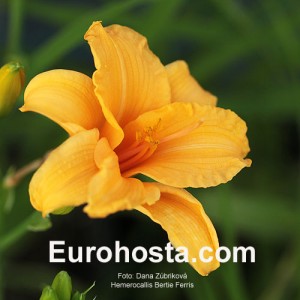 Hemerocallis Bertie Ferris - Eurohosta