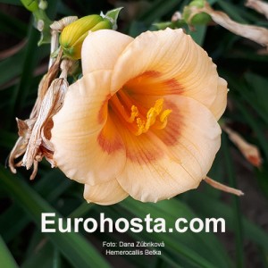 Hemerocallis Betka