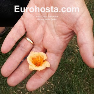 Hemerocallis Betka