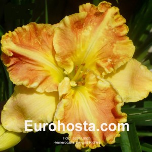 Hemerocallis Beyond Riches