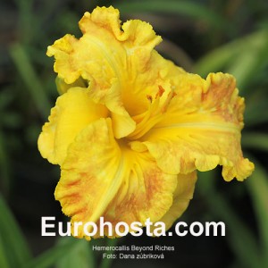 Hemerocallis Beyond Riches