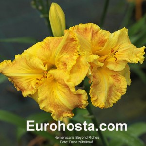 Hemerocallis Beyond Riches