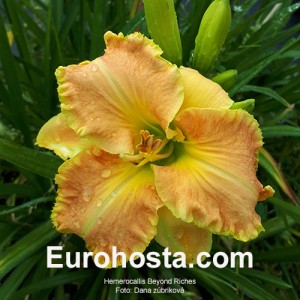 Hemerocallis Beyond Riches