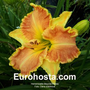 Hemerocallis Beyond Riches