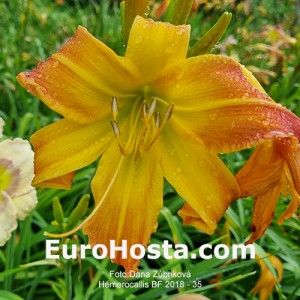 Hemerocallis BF 2018 - 35 Eurohosta