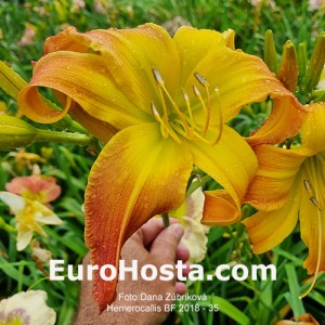 Hemerocallis BF 2018 - 35 Eurohosta