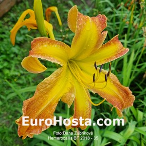 Hemerocallis BF 2018 - 35 Eurohosta