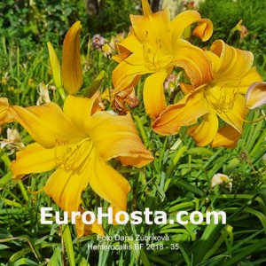 Hemerocallis BF 2018 - 35 Eurohosta