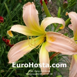 Hemerocallis BF 2018 - 38 Eurohosta