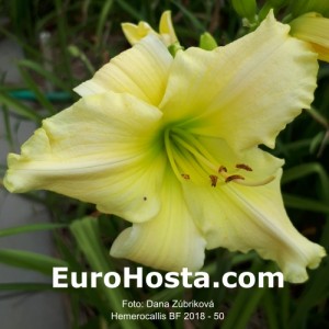 Hemerocallis BF 2018 - 50 Eurohosta