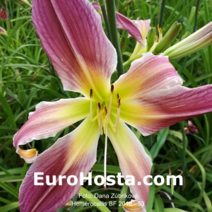 Hemerocallis BF 2018 - 53 Eurohosta