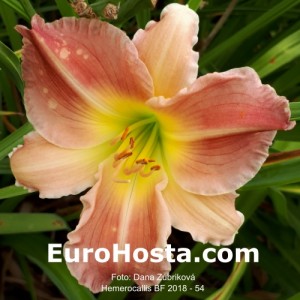 Hemerocallis BF 2018 - 54 Eurohosta