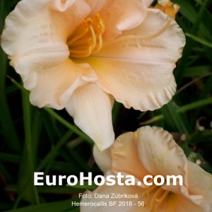 Hemerocallis BF 2018 - 56 Eurohosta