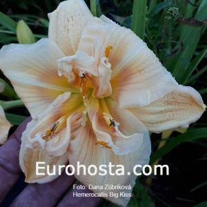 Hemerocallis Big Kiss