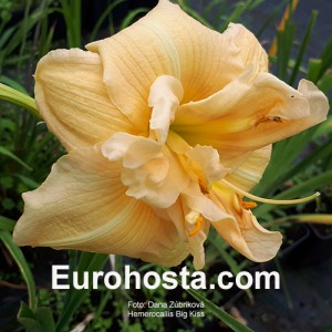 Hemerocallis Big Kiss