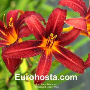 Hemerocallis Black Prince - Eurohosta