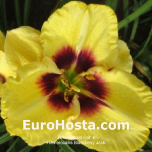 Hemerocallis Blackberry Jack