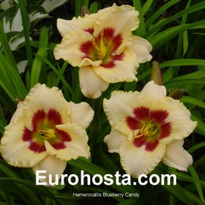 Hemerocallis Blueberry Candy - Eurohosta