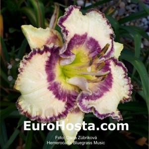 Hemerocallis Bluegrass Music - Eurohosta