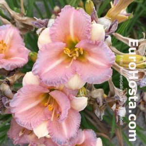 hemrocallis Bloomfinity Blushing Bluebell
