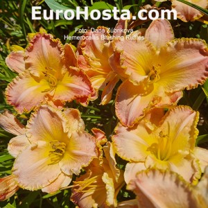 Hemerocallis Blushing Ruffles