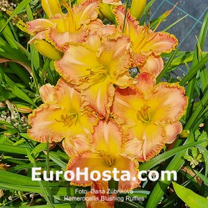 Hemerocallis Blushing Ruffles