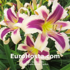 Hemerocallis Boitzer Papillon