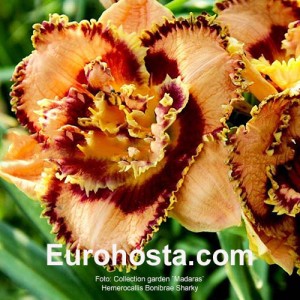 Hemerocallis Bonibrae Sharky