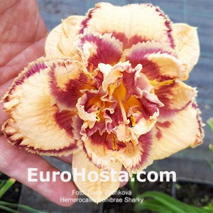 Hemerocallis Bonibrae Sharky