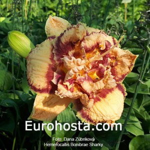 Hemerocallis Bonibrae Sharky