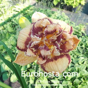 Hemerocallis Bonibrae Sharky