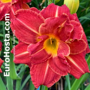 Hemerocallis Booby Ruby