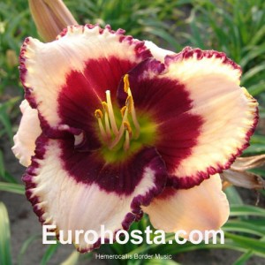 Hemerocallis Border Music - Eurohosta