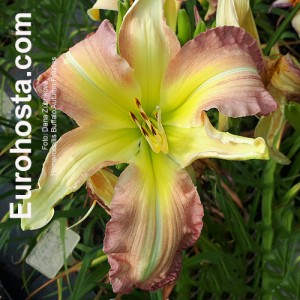 Hemerocallis Buffalo Autumn Prairies