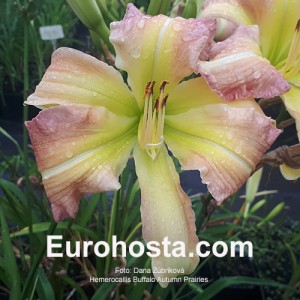 Hemerocallis Buffalo Autumn Prairies