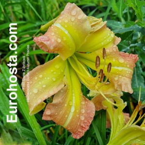 Hemerocallis Buffalo Autumn Prairies