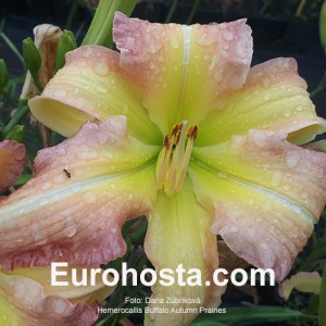 Hemerocallis Buffalo Autumn Prairies