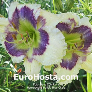 Hemerocallis Buffalo Blue Circle