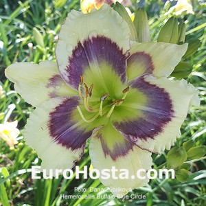 Hemerocallis Buffalo Blue Circle