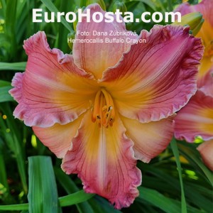 Hemerocallis Buffalo Crayon